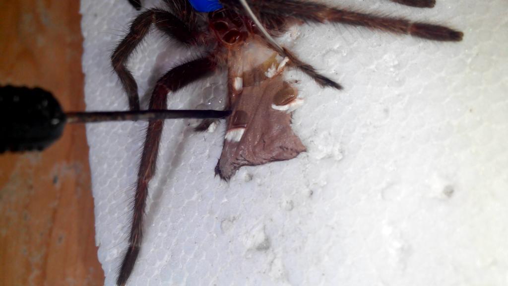 Lasiodora parahybana juvenile