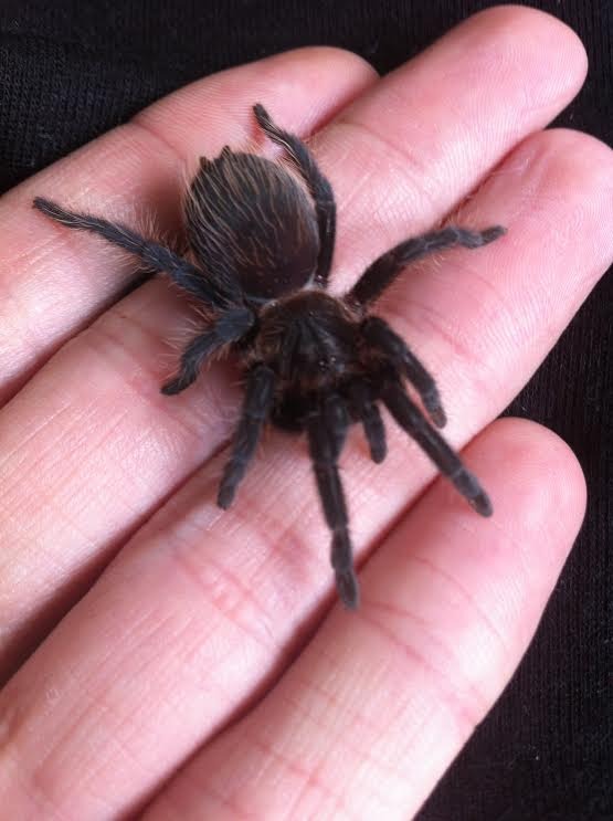 Lasiodora parahybana juvenile