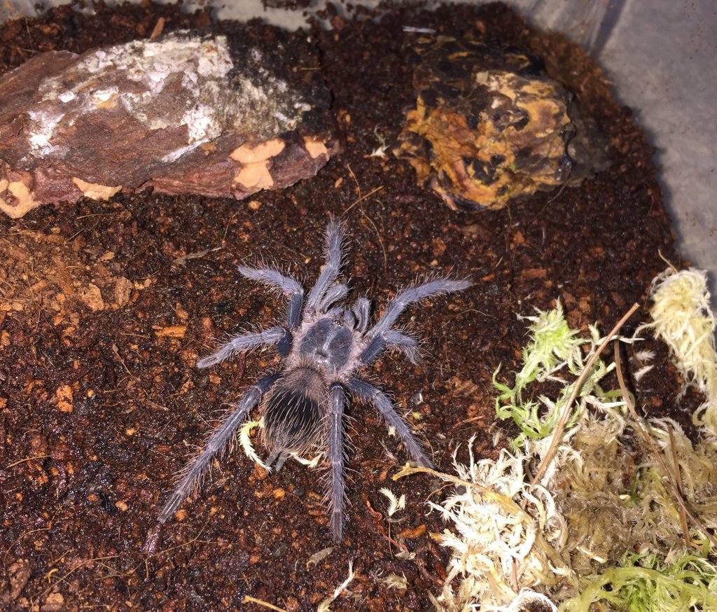 Lasiodora Parahybana juvenile