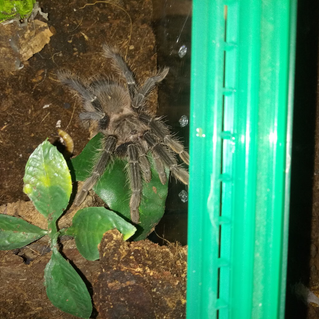 Lasiodora Parahybana Juvenile