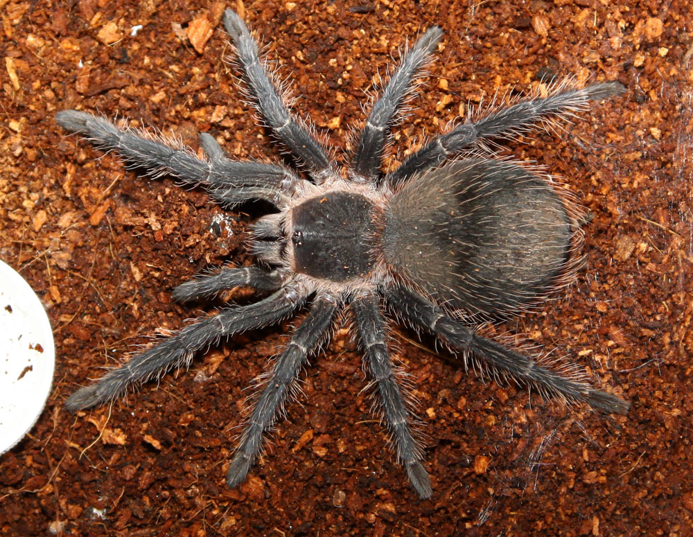 Lasiodora Parahybana L10