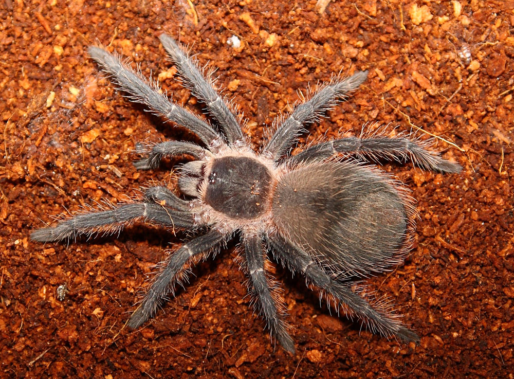 Lasiodora Parahybana L10