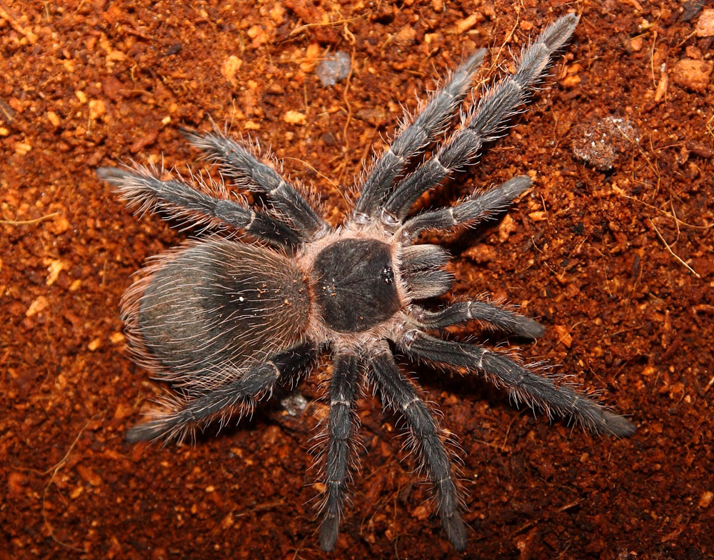 Lasiodora Parahybana L10