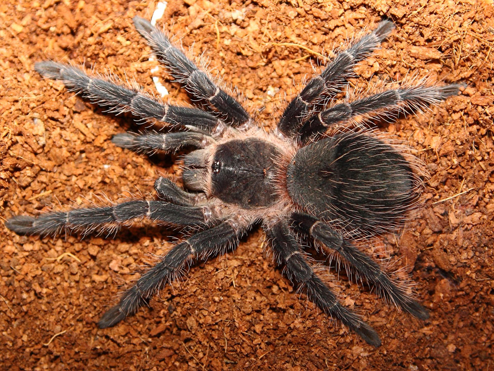 Lasiodora Parahybana L10