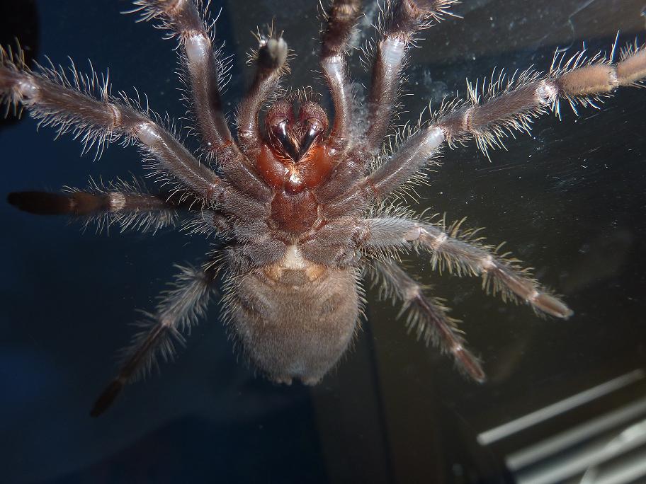 Lasiodora parahybana M/F?