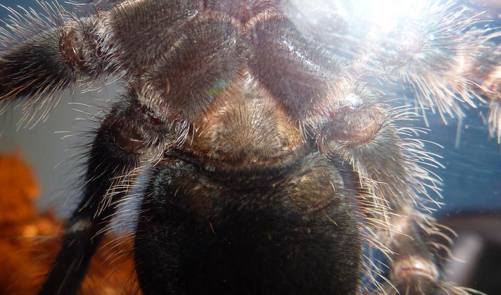 Lasiodora parahybana M or F?