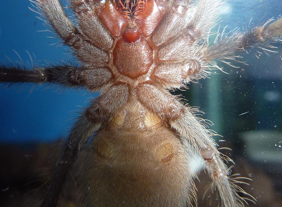 Lasiodora parahybana M or F?