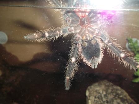 Lasiodora parahybana, male or female??