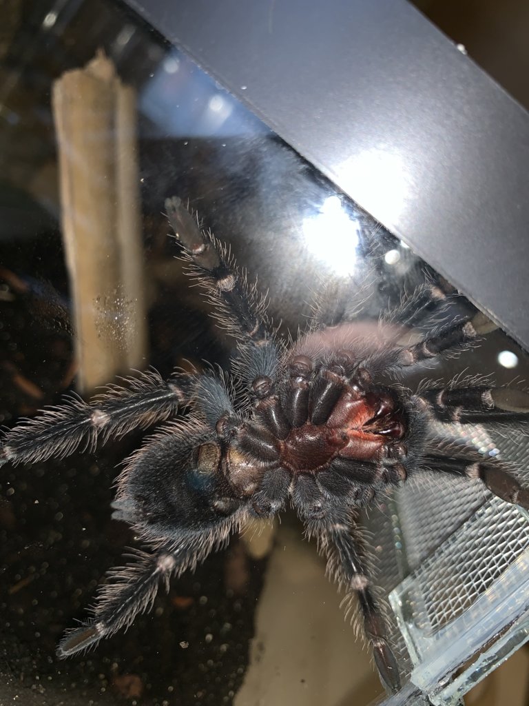 Lasiodora Parahybana, Male or Female?