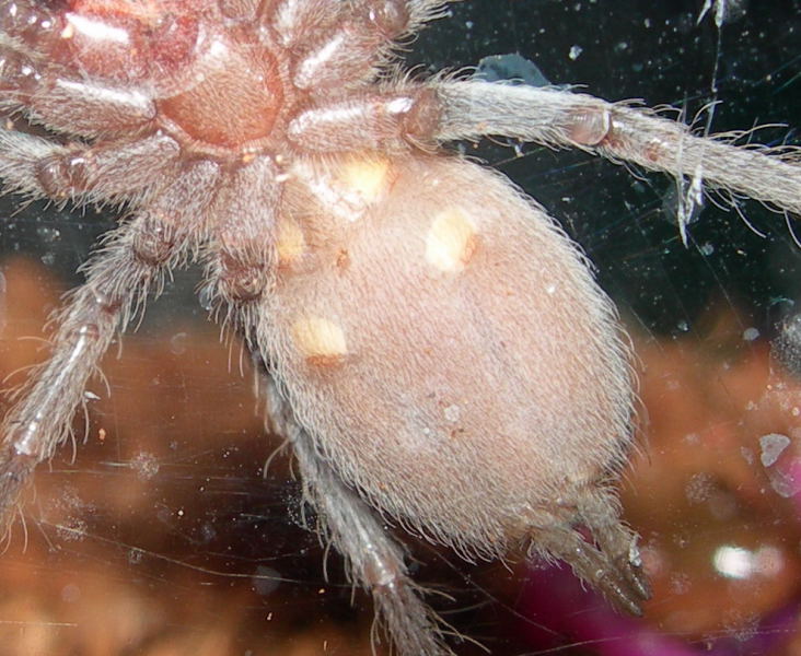 Lasiodora parahybana Male or Female