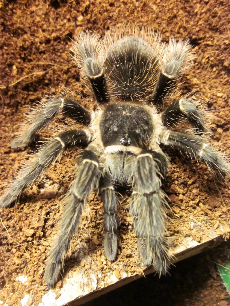 Lasiodora parahybana...maybe...