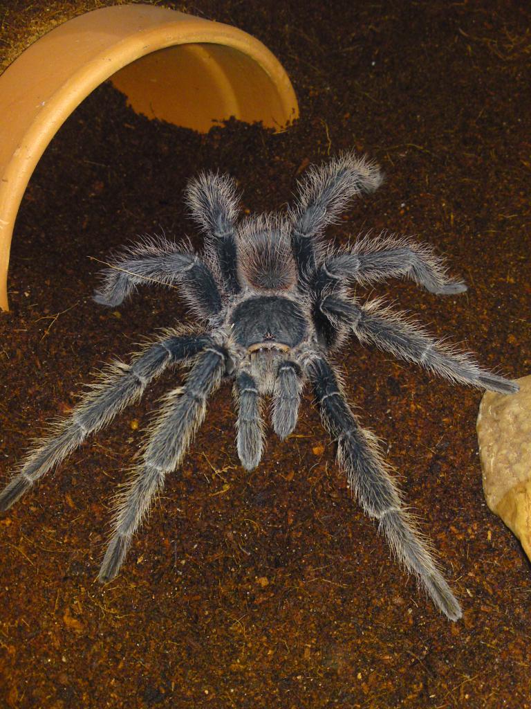 Lasiodora Parahybana (MM)