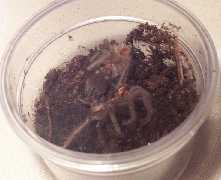 Lasiodora parahybana moult