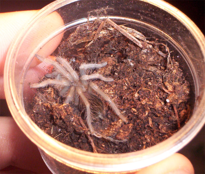 Lasiodora parahybana post moult