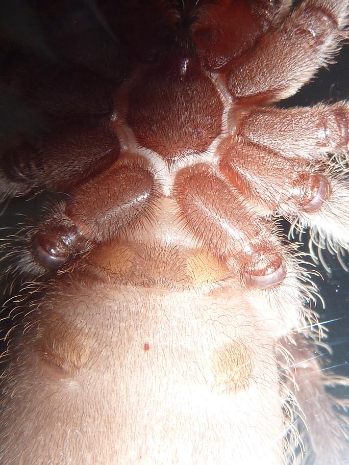 Lasiodora parahybana (Salmon pink Birdeater)