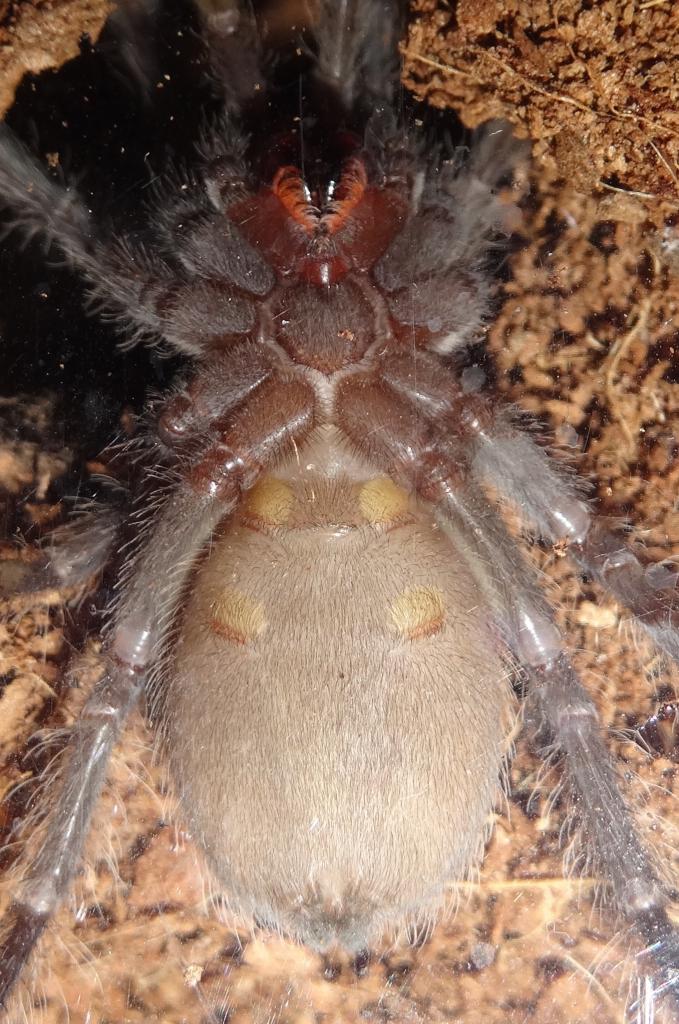 Lasiodora Parahybana Sexing