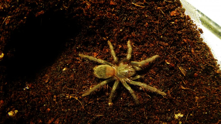 Lasiodora parahybana sling molt