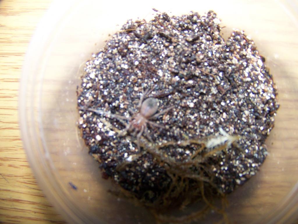 Lasiodora Parahybana Sling