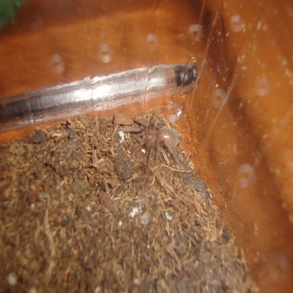 Lasiodora parahybana Sling