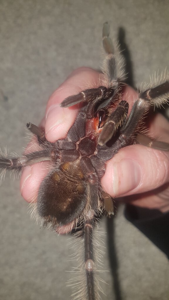 Lasiodora parahybana [ventral sexing] [2/2]