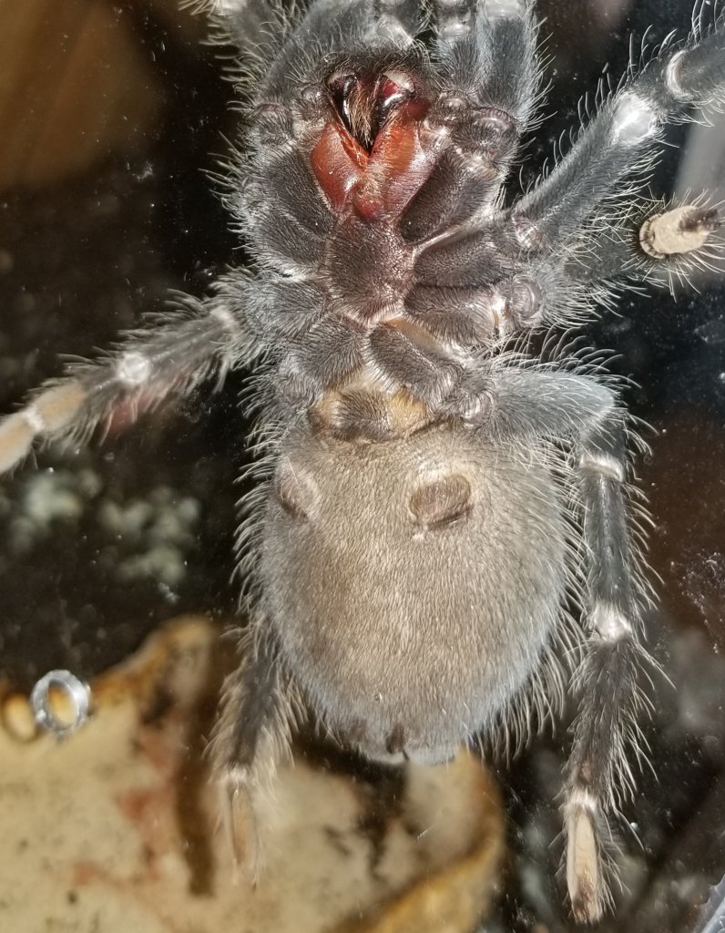 Lasiodora parahybana [ventral sexing]