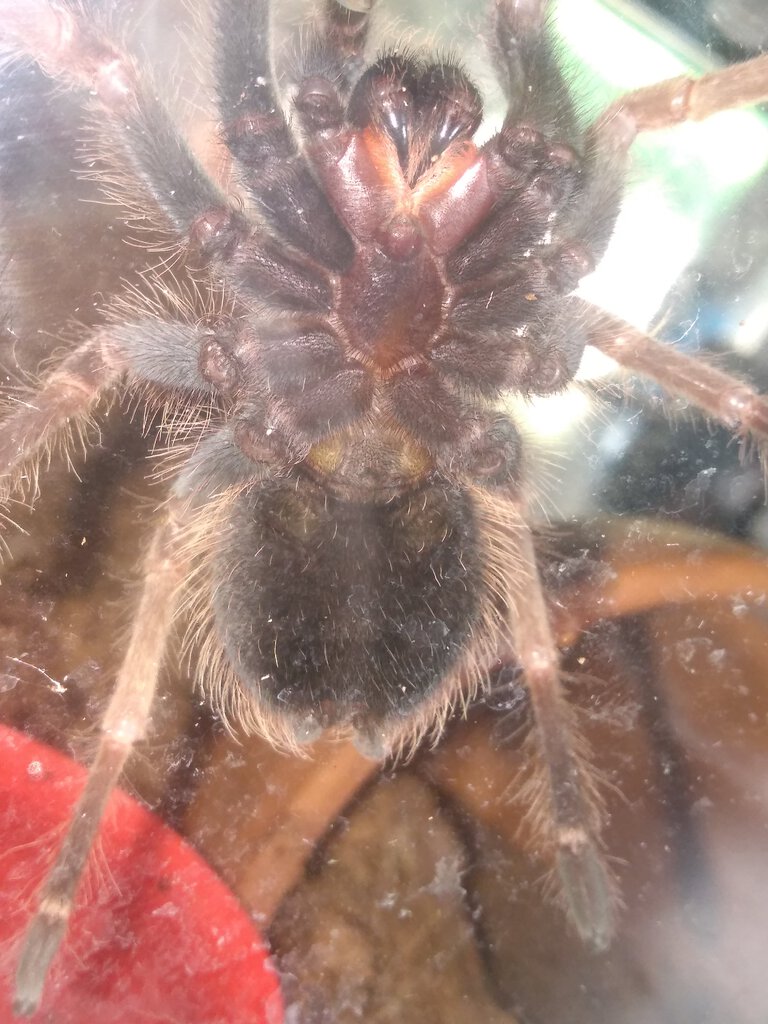 Lasiodora parahybana [ventral sexing]