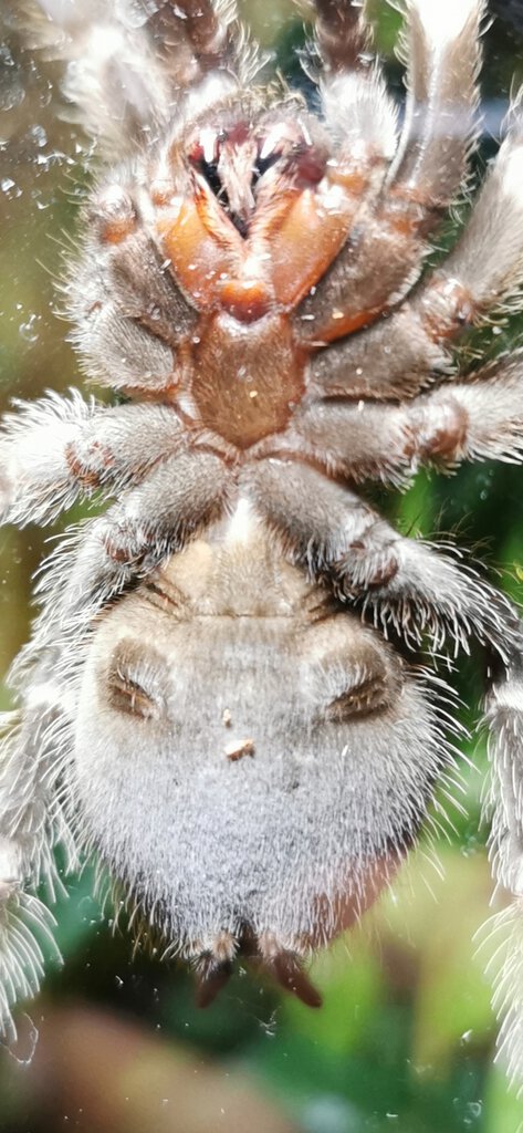 Lasiodora parahybana [ventral sexing]