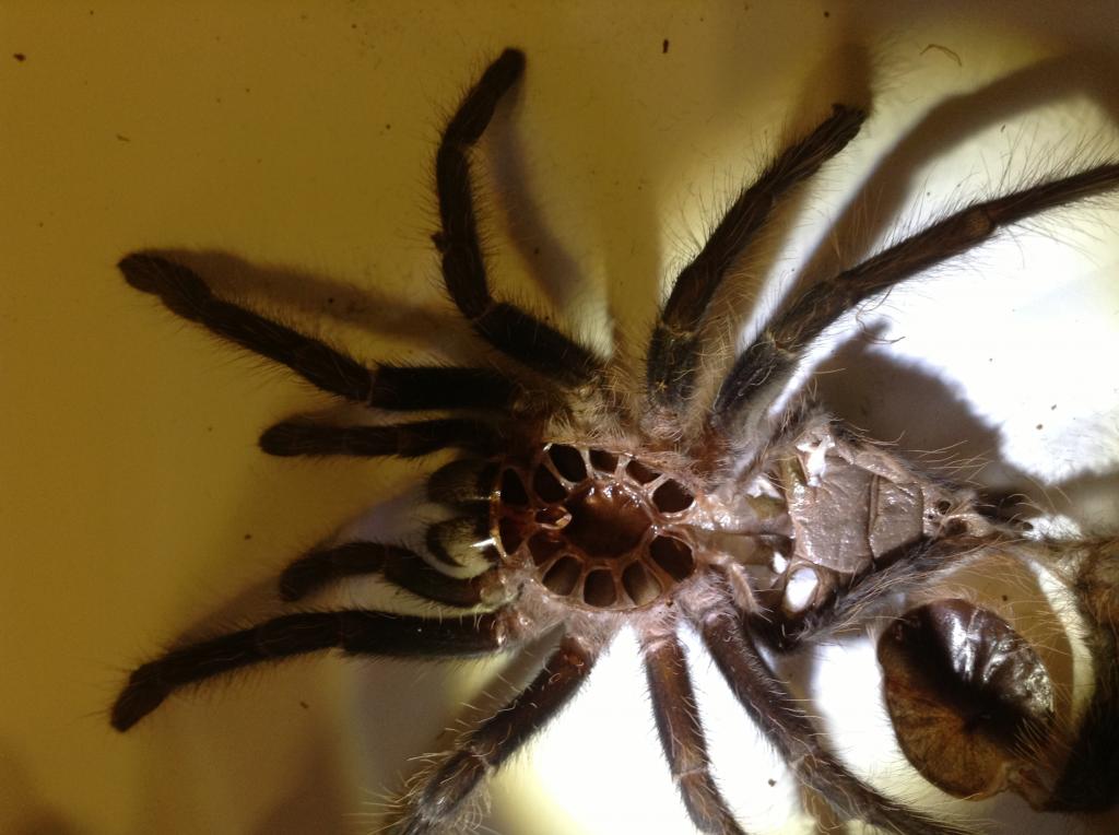 Lasiodora parahybana was 3.5 inches new pic