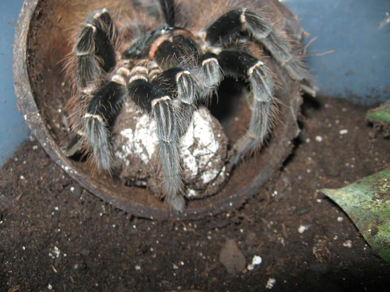 Lasiodora parahybana with egg sack