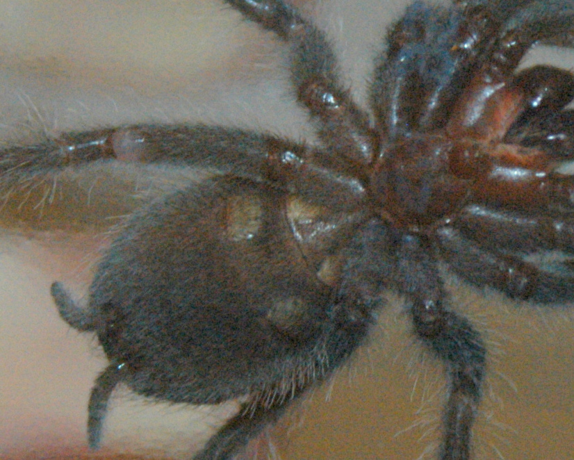 Lasiodora parahybana