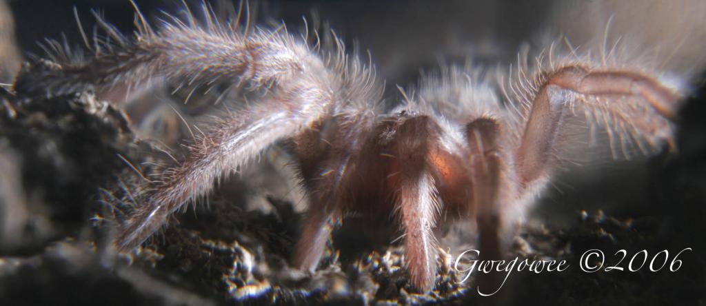 Lasiodora parahybana