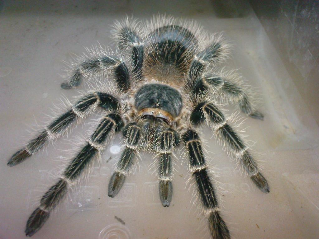 Lasiodora Parahybana