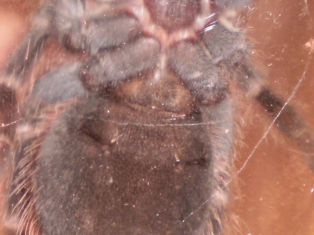 Lasiodora Parahybana