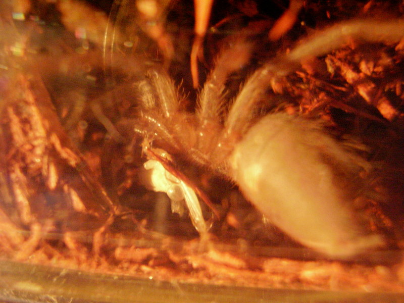 Lasiodora parahybana