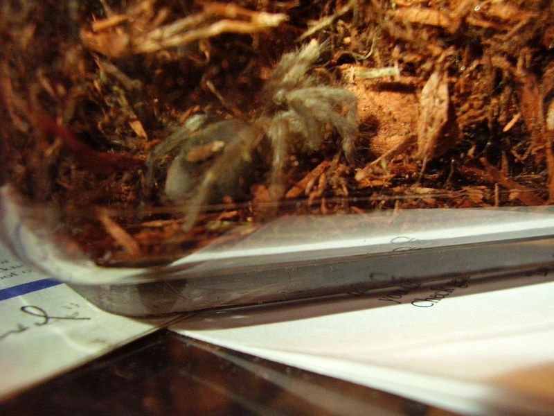 Lasiodora parahybana