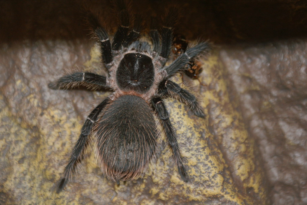 Lasiodora Parahybana???