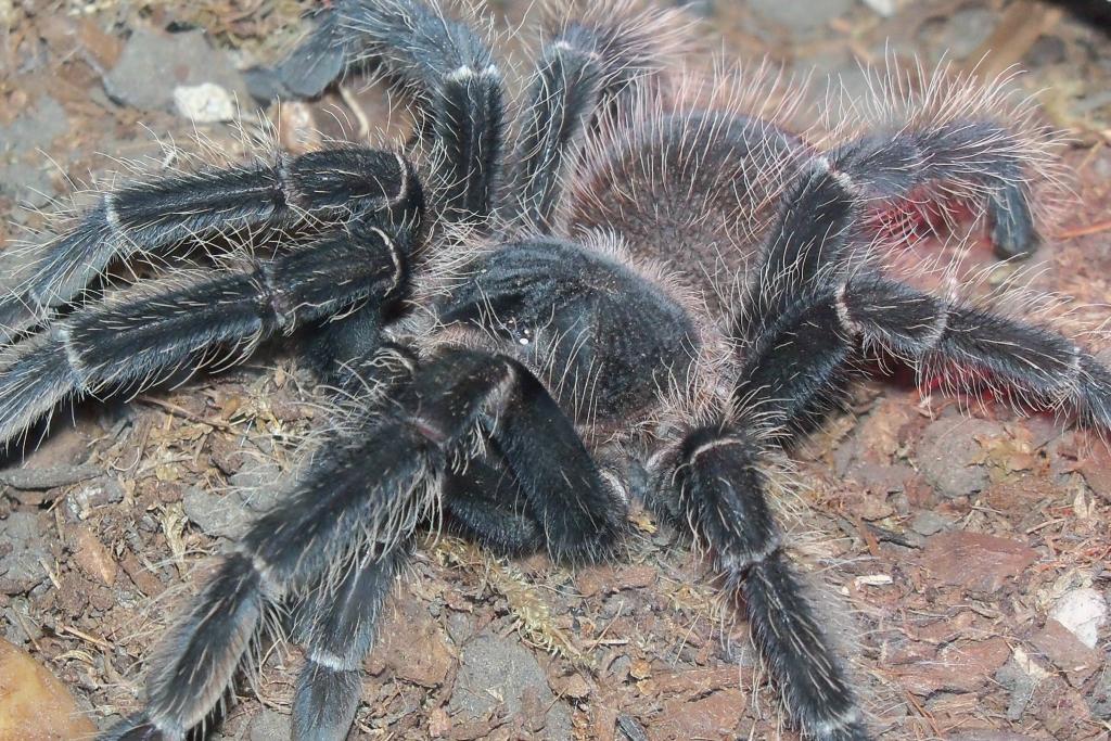 Lasiodora Parahybana