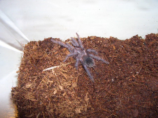 Lasiodora parahybana