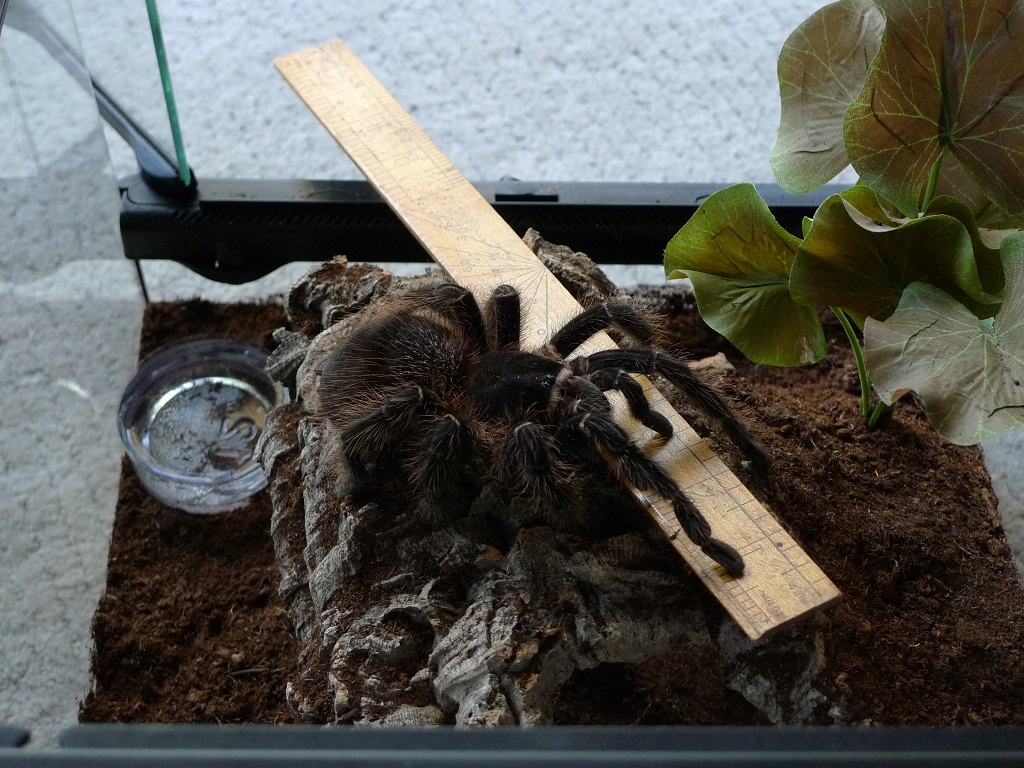 Lasiodora parahybana