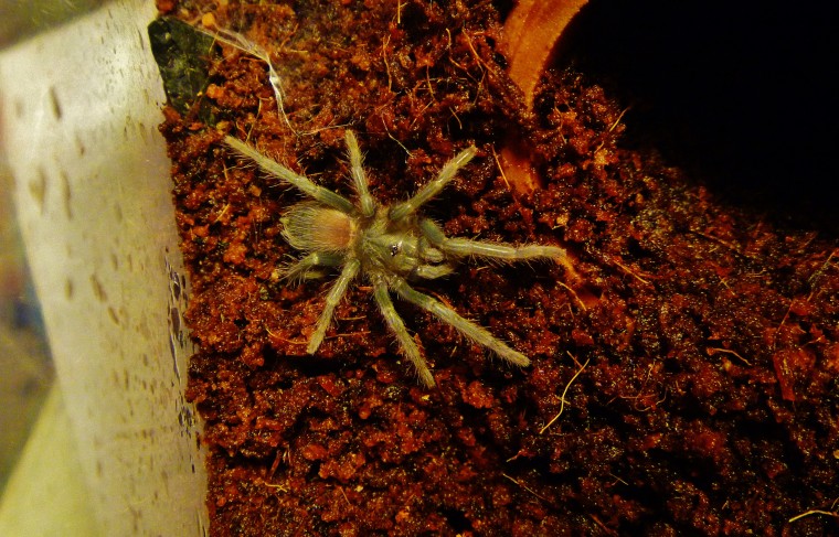 Lasiodora parahybana