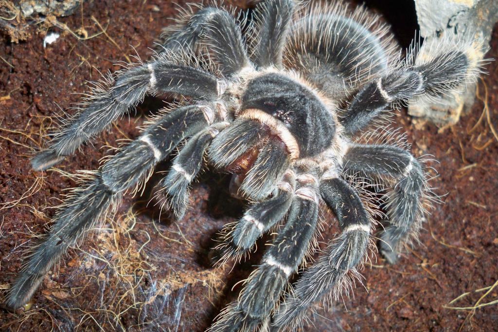 Lasiodora parahybana