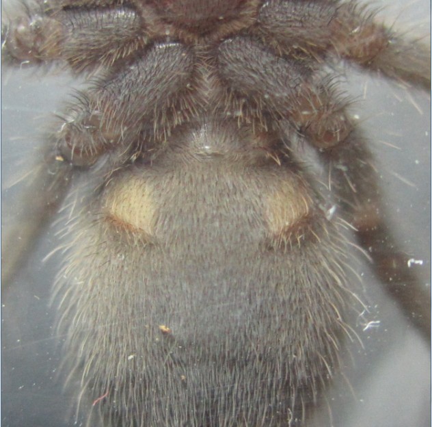 Lasiodora parahybana