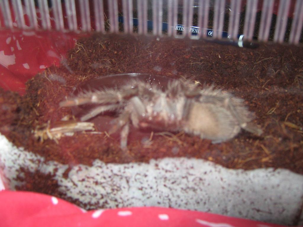 Lasiodora Parahybana