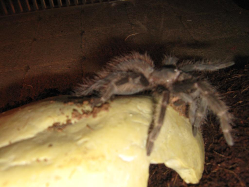 Lasiodora Parahybana