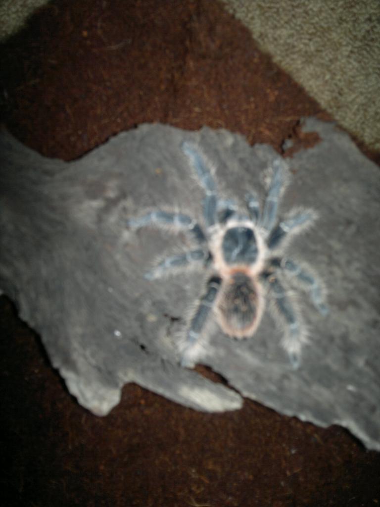 Lasiodora parahybana