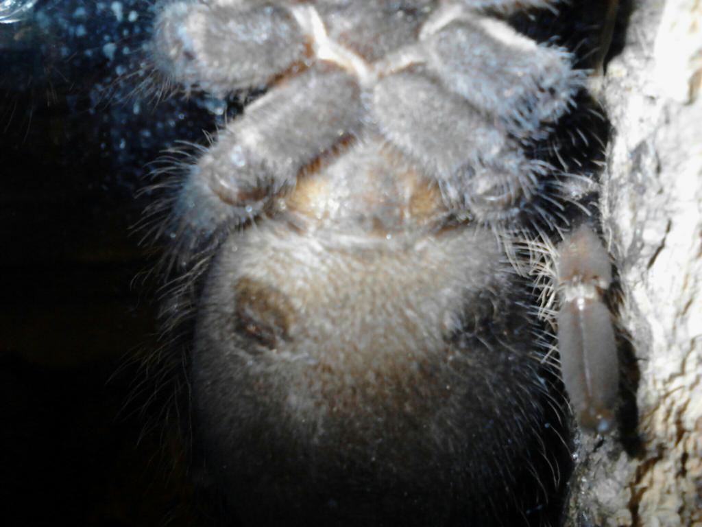 lasiodora parahybana