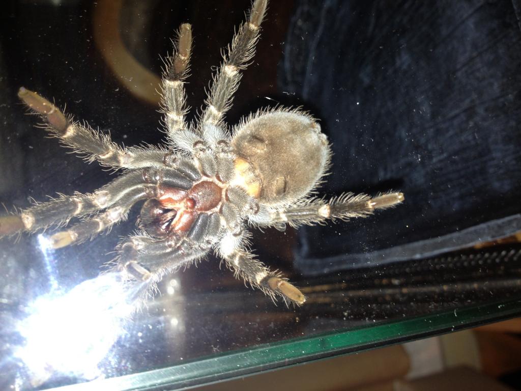 lasiodora parahybana