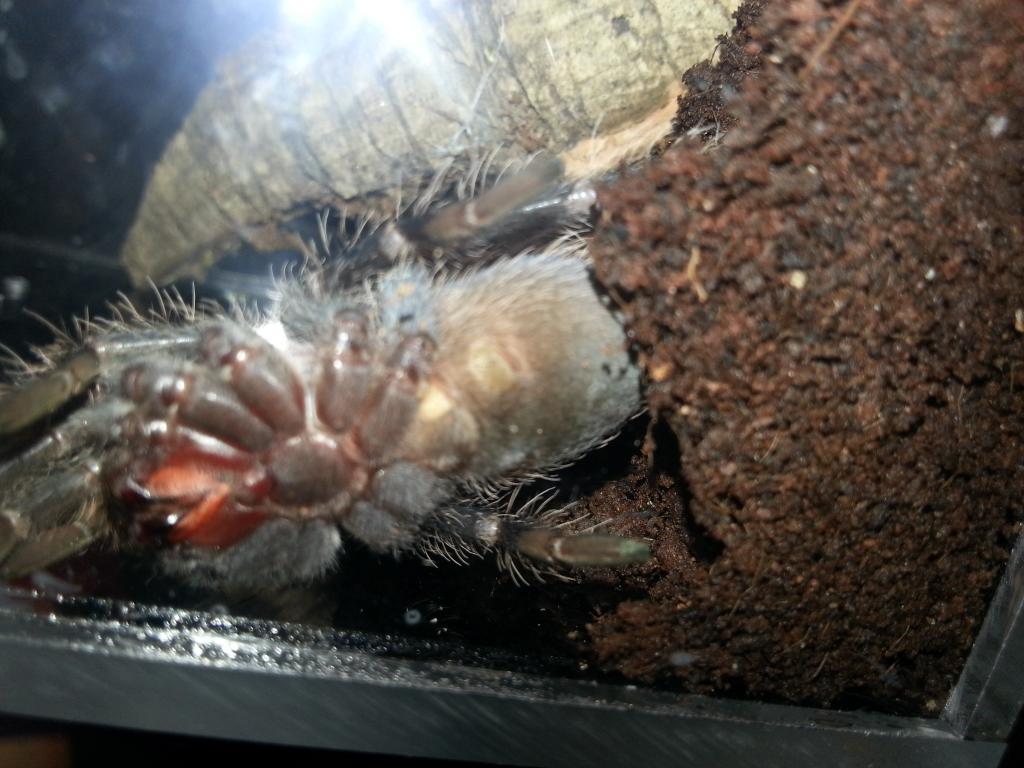 lasiodora parahybana