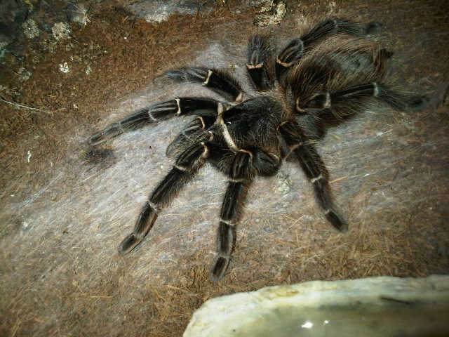 lasiodora parahybana