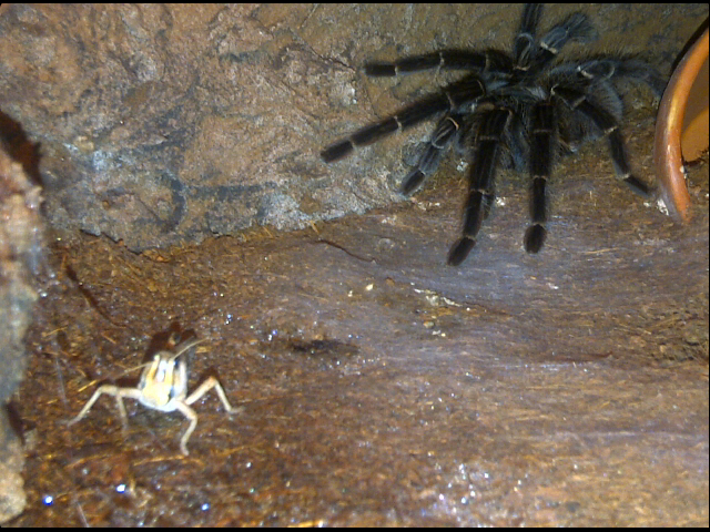 lasiodora parahybana